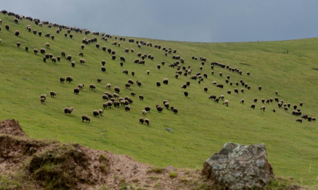 Responsible Wool Standard